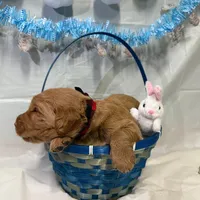 Hank, a male Goldendoodle for sale in Glenvar, VA – Photo 4 of 4