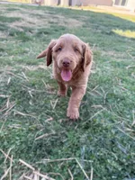 Hank, a male Goldendoodle for sale in Glenvar, VA – Photo 1 of 4