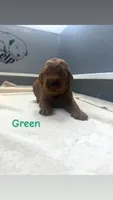 Green, a male Goldendoodle for sale in Glenvar, VA – 2 of 2