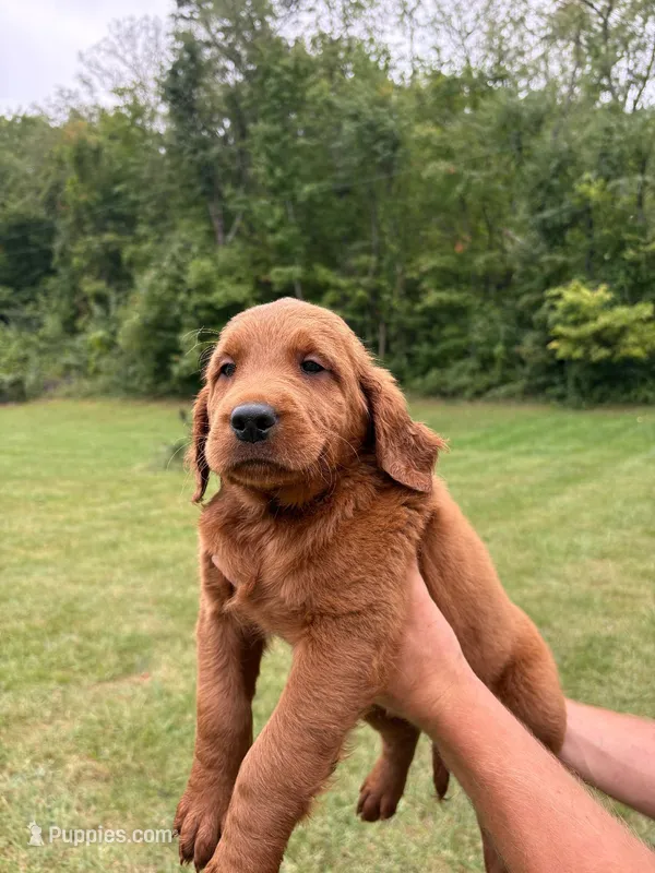 Blue – Goldendoodle puppy for sale in Salem, VA