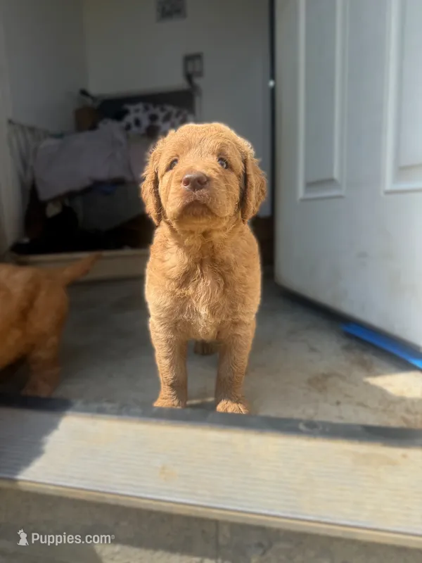Purple – Goldendoodle puppy for sale in Glenvar, VA