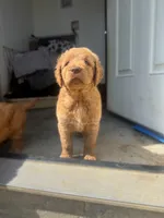 Purple, a male Goldendoodle for sale in Salem, VA – 3 of 3