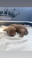 Purple, a female Goldendoodle for sale in Glenvar, VA – 1 of 2