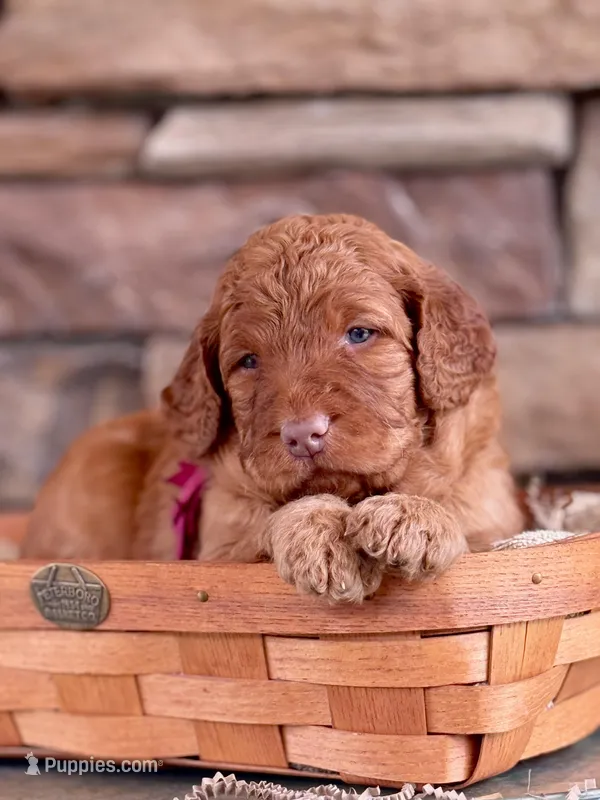 Dixie  – Goldendoodle puppy for sale in Glenvar, VA