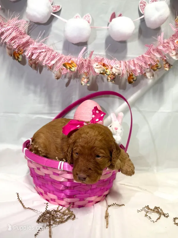 Dixie , a female Goldendoodle for sale in Glenvar, VA – Photo 1 of 1