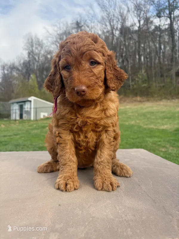 Dixie  – Goldendoodle puppy for sale in Glenvar, VA