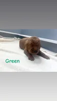 Green, a male Goldendoodle for sale in Glenvar, VA – 1 of 2
