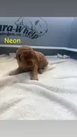 Neon , a male Goldendoodle for sale in Glenvar, VA – 2 of 2