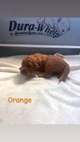 Orange , a male Goldendoodle for sale in Glenvar, VA – 2 of 2