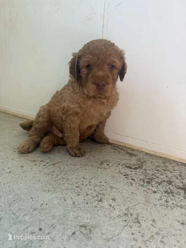 Neon  – Goldendoodle puppy for sale in Glenvar, VA