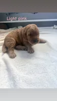 Light pink , a female Goldendoodle for sale in Glenvar, VA – 2 of 2
