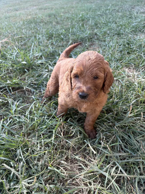 Green – Goldendoodle puppy for sale in Glenvar, VA