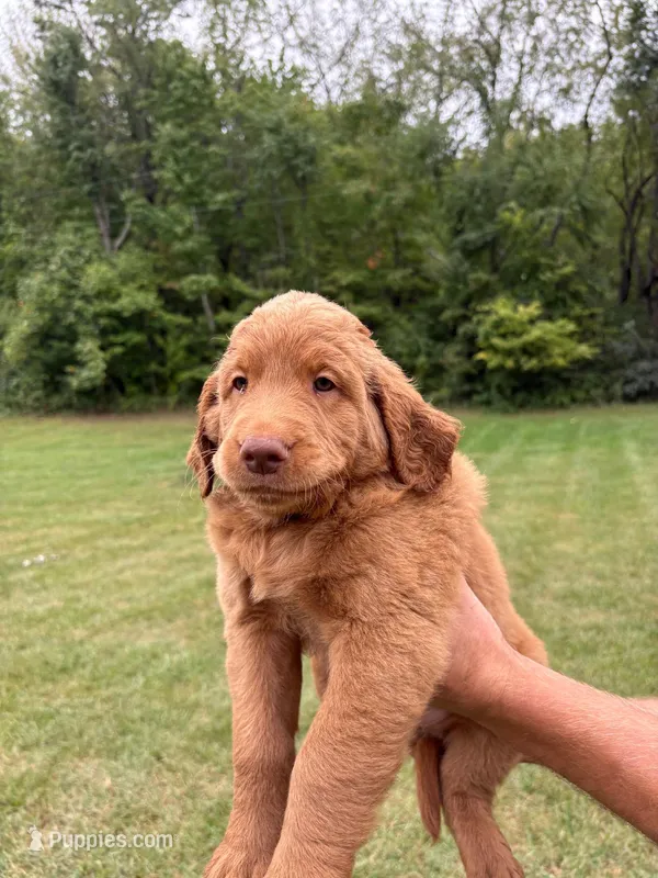 Hot pink  – Goldendoodle puppy for sale in Salem, VA