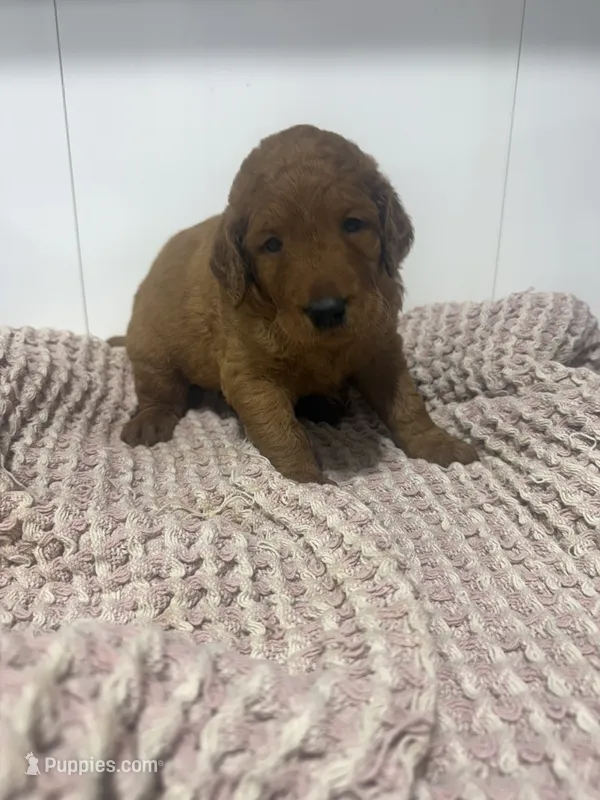 Orange  – Goldendoodle puppy for sale in Glenvar, VA