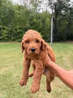 Green, a female Goldendoodle for sale in Salem, VA – 3 of 3