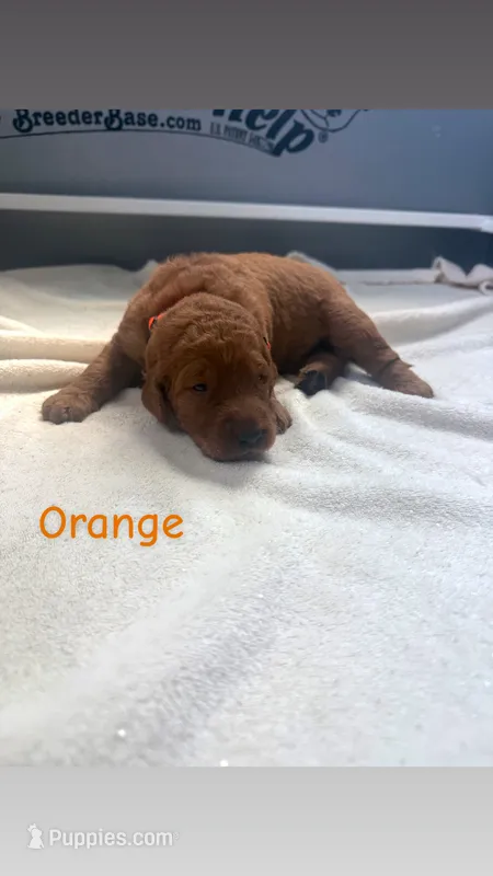 Orange  – Goldendoodle puppy for sale in Glenvar, VA