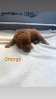 Orange , a male Goldendoodle for sale in Glenvar, VA – 1 of 2