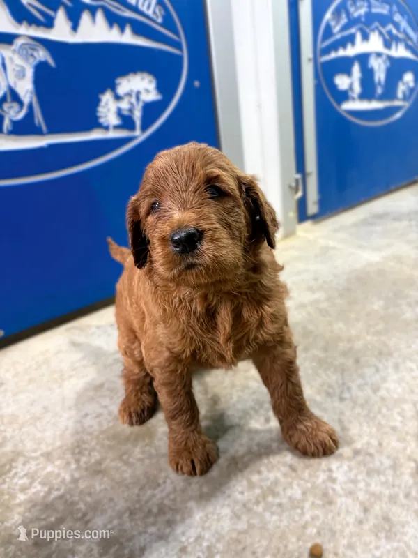 Hot pink  – Goldendoodle puppy for sale in Glenvar, VA