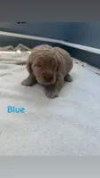 Blue, a male Goldendoodle for sale in Glenvar, VA – 2 of 2