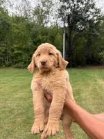 Purple, a male Goldendoodle for sale in Salem, VA – 1 of 3