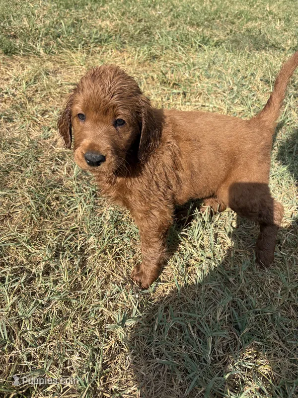 Light pink  – Goldendoodle puppy for sale in Glenvar, VA