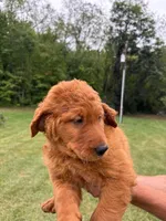 Orange , a male Goldendoodle for sale in Salem, VA – 2 of 3