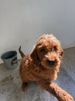 Green, a female Goldendoodle for sale in Salem, VA – 2 of 3