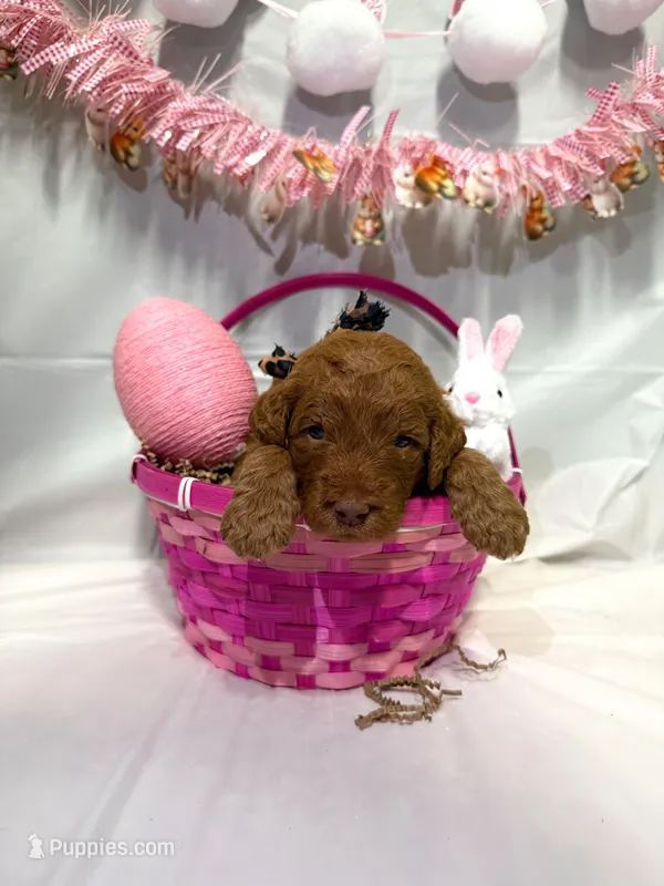 Dolly, a female Goldendoodle for sale in Glenvar, VA – Photo 1 of 1