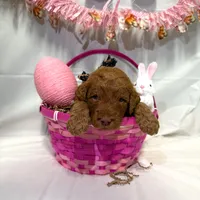 Dolly, a female Goldendoodle for sale in Glenvar, VA – Photo 3 of 5