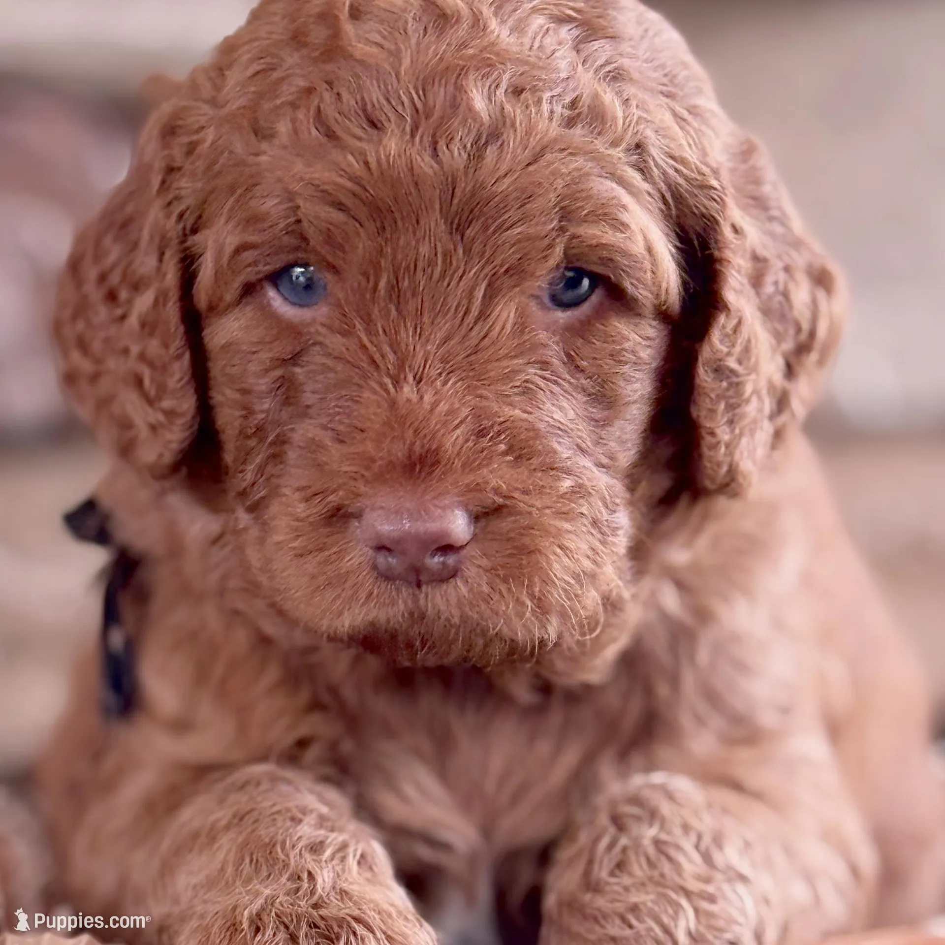 Dolly, a female Goldendoodle for sale in Glenvar, VA – Photo 4 of 5