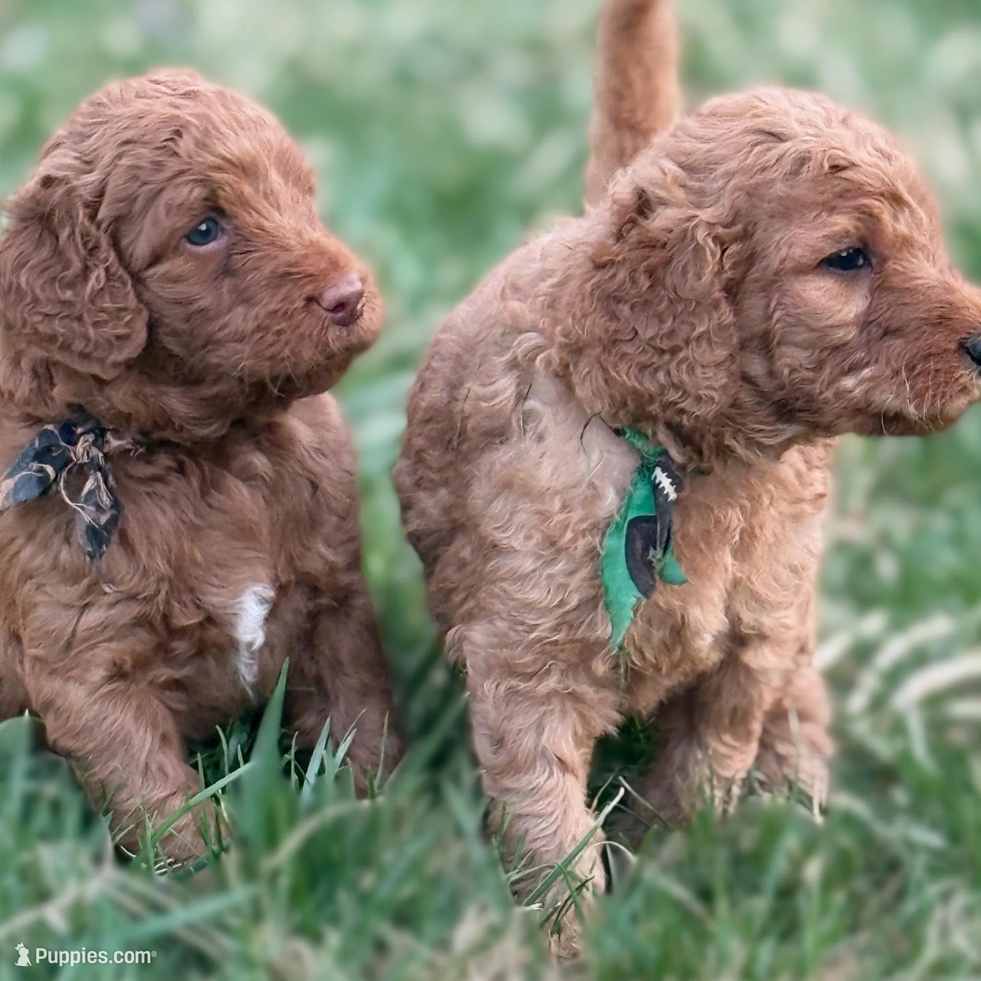 Dolly, a female Goldendoodle for sale in Glenvar, VA – Photo 5 of 5