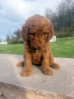 Dolly, a female Goldendoodle for sale in Glenvar, VA – Photo 2 of 5