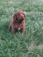 Dolly, a female Goldendoodle for sale in Glenvar, VA – Photo 1 of 5