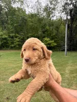 Purple, a male Goldendoodle for sale in Salem, VA – 2 of 3