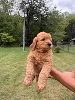 Neon , a male Goldendoodle for sale in Salem, VA – 2 of 2