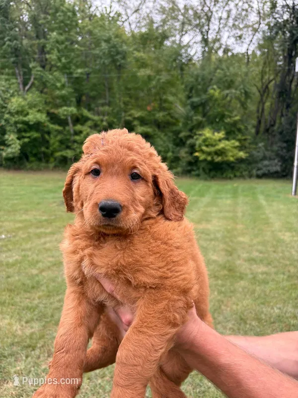 Orange  – Goldendoodle puppy for sale in Salem, VA