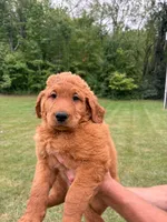 Orange , a male Goldendoodle for sale in Salem, VA – 1 of 3