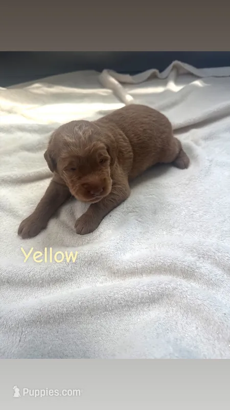 Yellow – Goldendoodle puppy for sale in Glenvar, VA