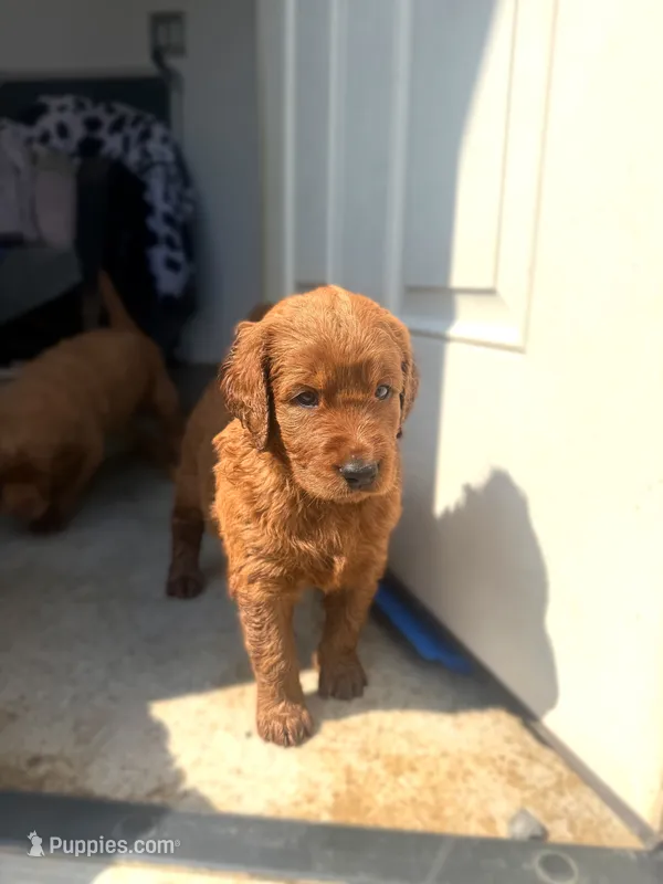 Orange  – Goldendoodle puppy for sale in Glenvar, VA
