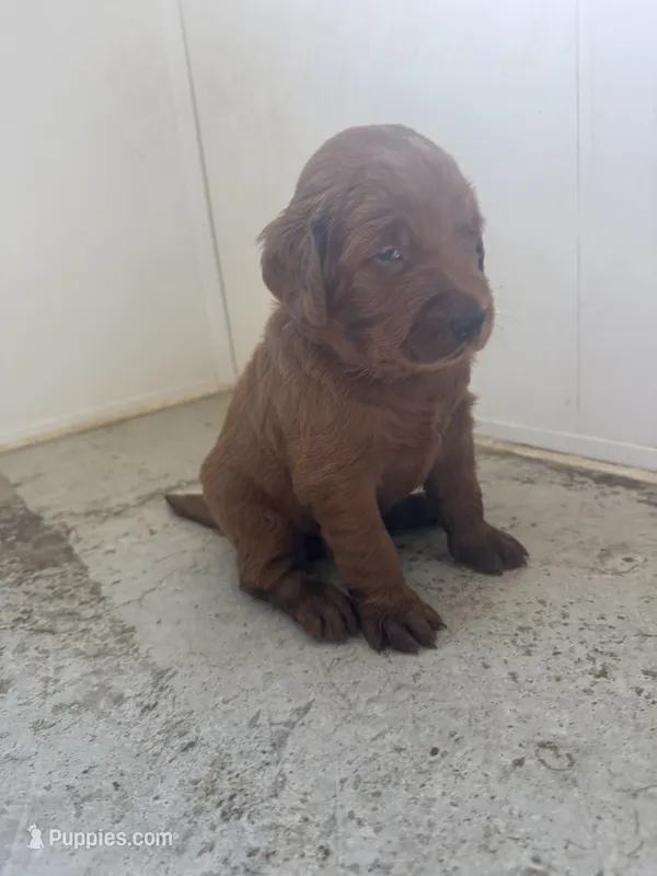 Hot pink  – Goldendoodle puppy for sale in Glenvar, VA
