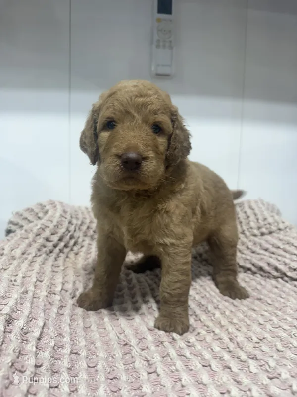 Purple – Goldendoodle puppy for sale in Glenvar, VA