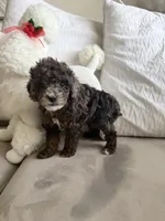Max , a male Poodle - Toy  for sale in West Palm Beach, FL – 6 of 6