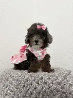 Malu,Romeo,Noa,kay, a male Poodle - Miniature  for sale in West Palm Beach, FL – 6 of 6