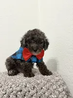 Romeo , a male Poodle - Miniature  for sale in West Palm Beach, FL – 3 of 5