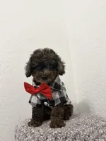 Kay, a male Poodle - Miniature  for sale in West Palm Beach, FL – 3 of 6