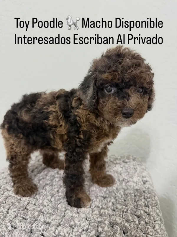 Romeo – Poodle - Toy  puppy for sale in West Palm Beach, FL