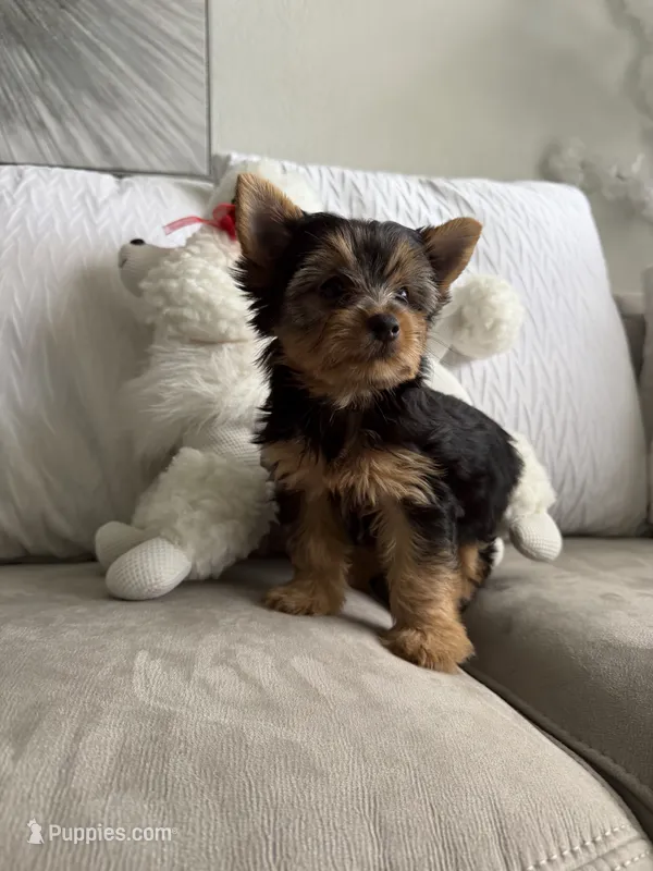 Roma  – Australian Terrier puppy for sale in West Palm Beach, FL