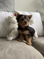 Roma , a female Australian Terrier for sale in West Palm Beach, FL – 1 of 3