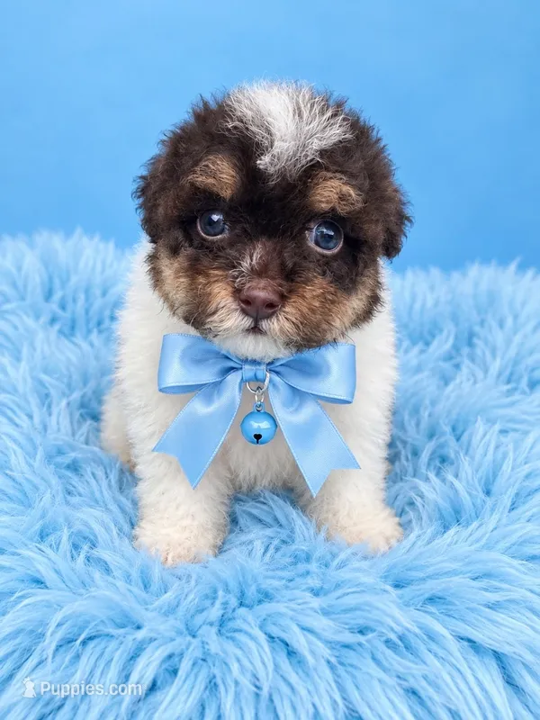 Bali – Poodle - Toy  puppy for sale in West Palm Beach, FL