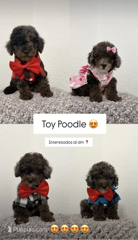 Malu,Romeo,Noa,kay – Poodle - Miniature  puppy for sale in West Palm Beach, FL